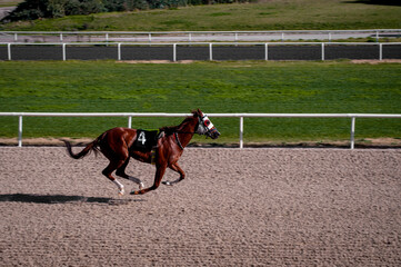 horse and rider jumping. horse racing on a track