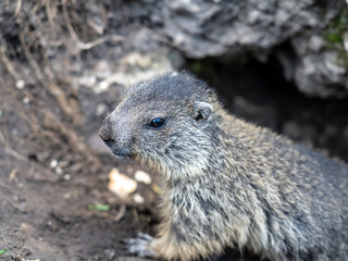 Naklejka na ściany i meble Amazing close-up of a young marmot outside his burrow