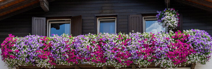 Traditional flowered balcony at the Alps and Dolomites. Colorful flowers on balcony. Summer time....