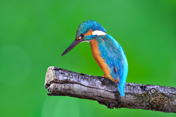 カワセミ(Kingfisher)