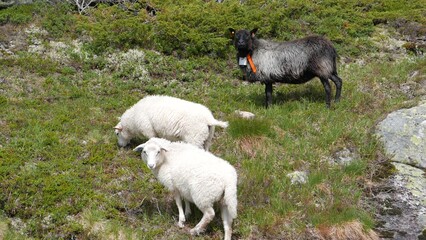 Sheep grazing on a mountain slope in Norway