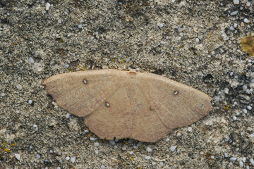 Closeup on an Oak Hook-tip moth,, Watsonalla binaria, sitting with spread wings