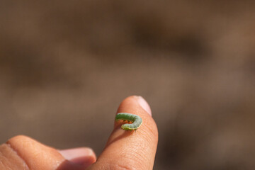 hand holding a green worm
