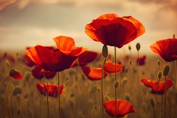CLOSE-UP VIEW OF POPPIES IN A FIELD AT SUNSET