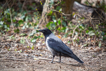 Black crow photographed in a park