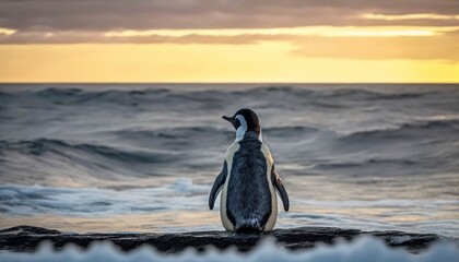 Adult penguin watching the beautiful ocean