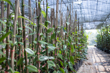 anilla plants are propagated from stem cuttings rather than seeds. Obtain healthy cuttings from a reputable source or from a mature vanilla plant.
