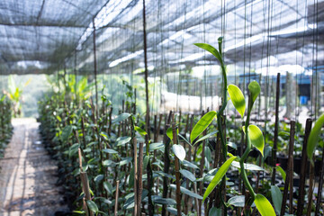 anilla plants are propagated from stem cuttings rather than seeds. Obtain healthy cuttings from a...