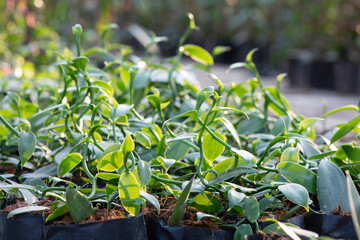 anilla plants are propagated from stem cuttings rather than seeds. Obtain healthy cuttings from a reputable source or from a mature vanilla plant.