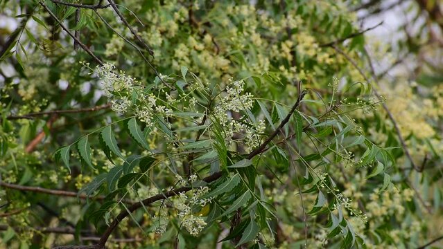 Neem flower on the tree. many herb medicines are prepared from its leaves, flowers and seed