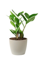 Home plant Zamioculcas isolated on white, also known as Zanzibar gem in home interior.