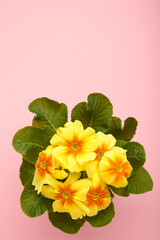 Beautiful primula (primrose) plant with yellow flowers on pink background. Top view. Spring blossom. Vertical photo