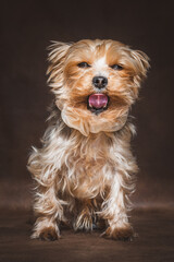 Mini Yorkshire Terrier