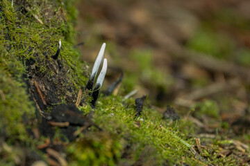 Amazing litte mushroom looks like branches with drops of dew - Xylaria hypoxylon
