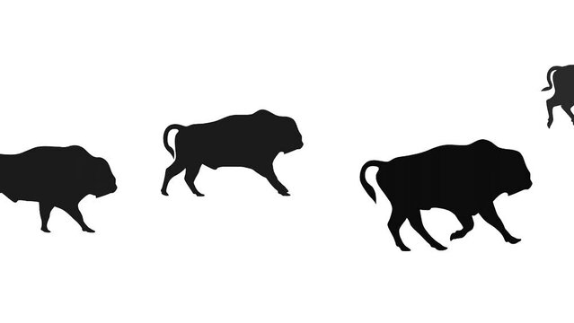 Galloping bisons, animation on the white background (seamless loop)
