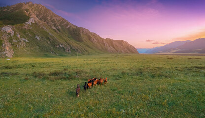 Horses in Summer landscape of Altai Mountains, aerial top view