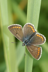 Closeup of brown argus, Aricia agestis, with open wings on grass
