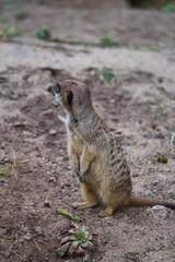 Naklejka na ściany i meble meerkat on the lookout