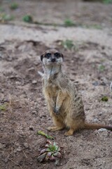 meerkat on guard