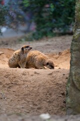 Obraz premium meerkat on the ground