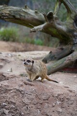 meerkat 