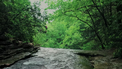 in the middle of the woods with a beautiful view