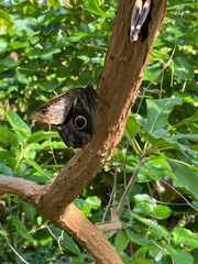 butterfly that looks like eyes