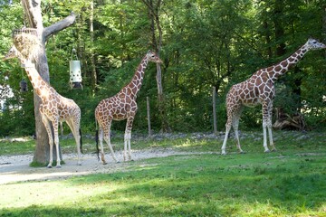 Naklejka na ściany i meble Giraffe in the zoo