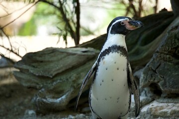 Naklejka premium penguin in the zoo