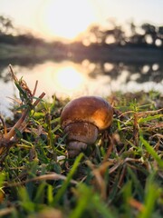 Banded mystery snail