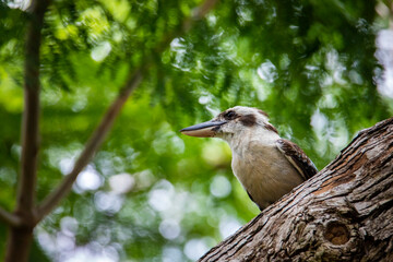 Beautiful common laughing kookaburra (Dacelo novaeguineae) sits on a branch and sing. Bird spotted in garden in the centre of Brisbane, Queensland, Australia.