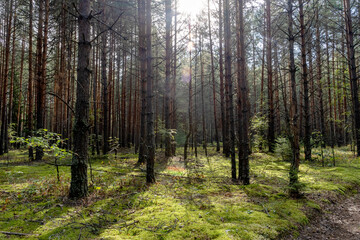 Obraz premium forest landscape in the sun in