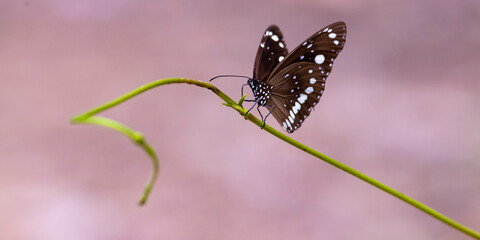 Beautiful Common Crow Butterfly (Euploea core) rests on a plant stalk spotted in Tinchi Tamba...