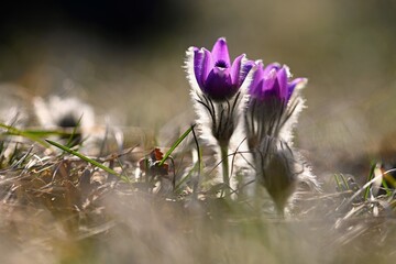 Nice little purple flower in the spring. Beautiful nature background for spring time on the meadow....