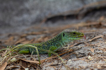 ocellated lizard in the cies islands, galicia