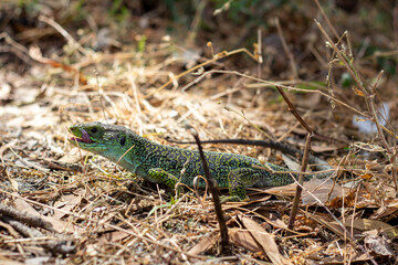 ocellated lizard in the cies islands, galicia