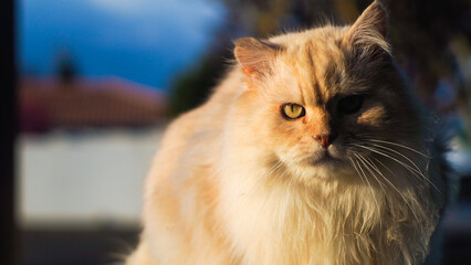 Portrait de Guizmo, le chat persan, installé sur une clôture 