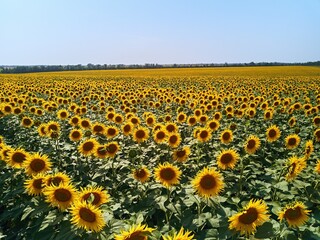 Aerial of sunflowers field. Drone flight over blooming sunflower field. View from above scenic of yellow field of sun flowers rows. Agriculture and harvesting theme. Spectacular landscape.