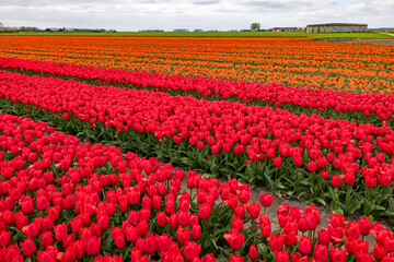 panoroma of red Tulips by a grower of flowers