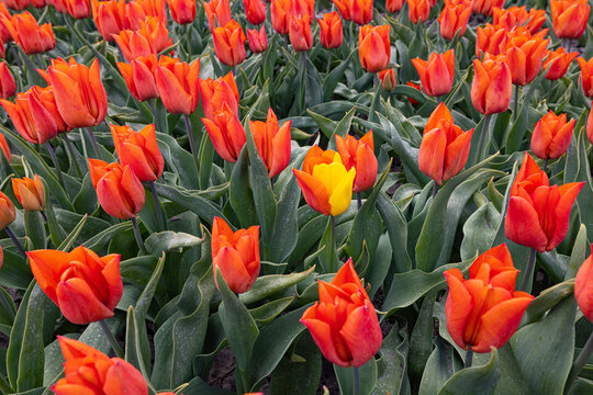 Full picture of red Tulips by a grower of flowers one of them is red and yellow