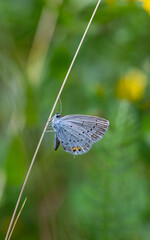 blue little butterfly, Chapman’s Cupid, Cupido argiades