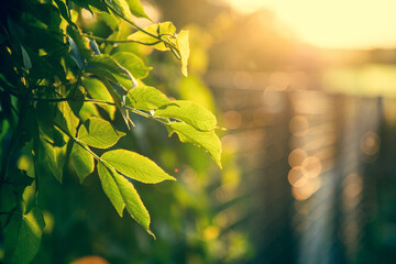 fresh green leaves at sunset summer background