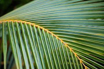 lush green tropical vegetation background