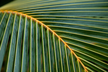 lush green tropical vegetation background