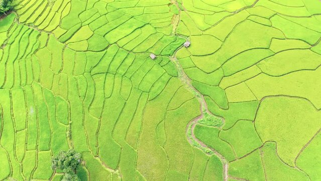 Aerial view drone flying over of agriculture in paddy rice fields for cultivation. Natural the texture background. Agriculture concept growing rice plants in nan province, Thailand. Footage b roll.