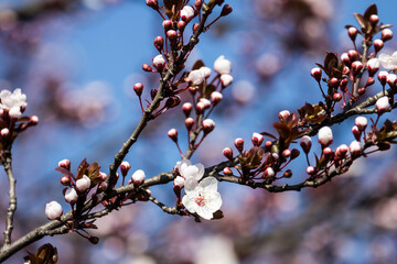 The fruits blossom in spring. Spring blossoms in forest,fields and parks.