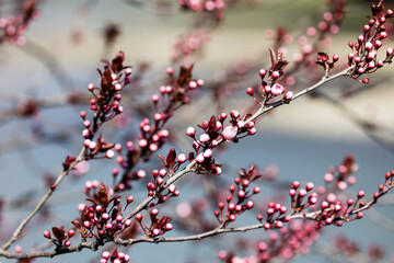 The fruits blossom in spring. Spring blossoms in forest,fields and parks.