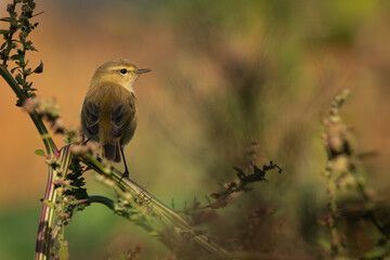 Common Chiffchaff (Philloscopus collybita) perched on plant in garden