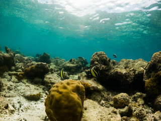 corals and tropical fish underwater sea life