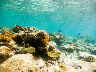 corals and tropical fish underwater sea life